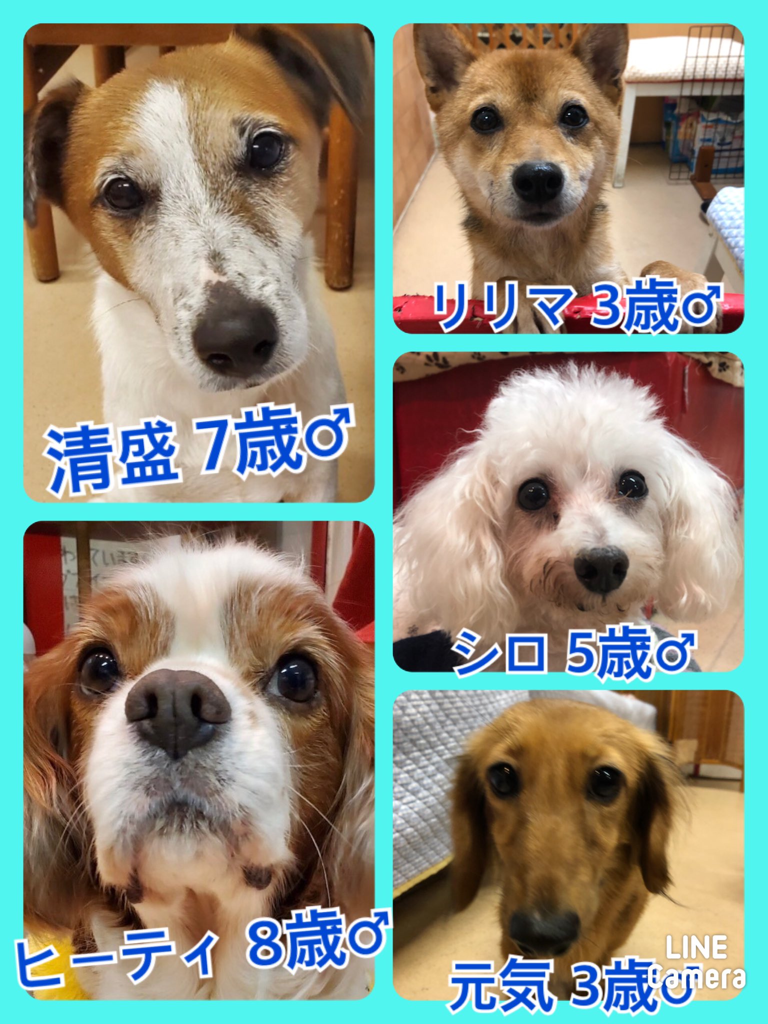 🐾今日の里親様募集中ワンコ🐶メンバーです🐾2020,11,10